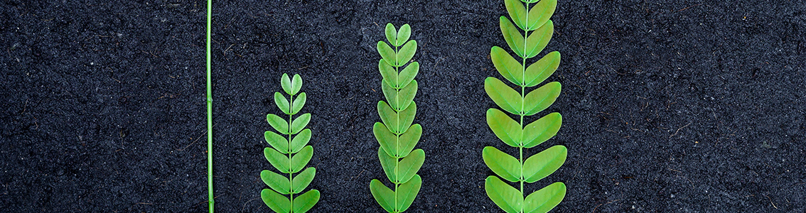 Auditor Líder ISO 14001:2015, curso certificado CQI e IRCA