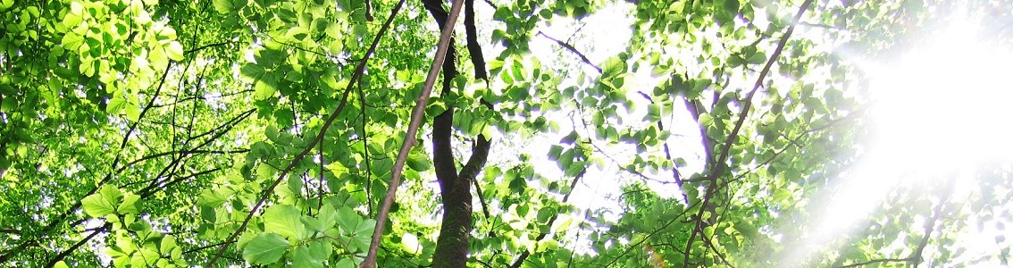 FSC® Controlled Wood - fördjupning