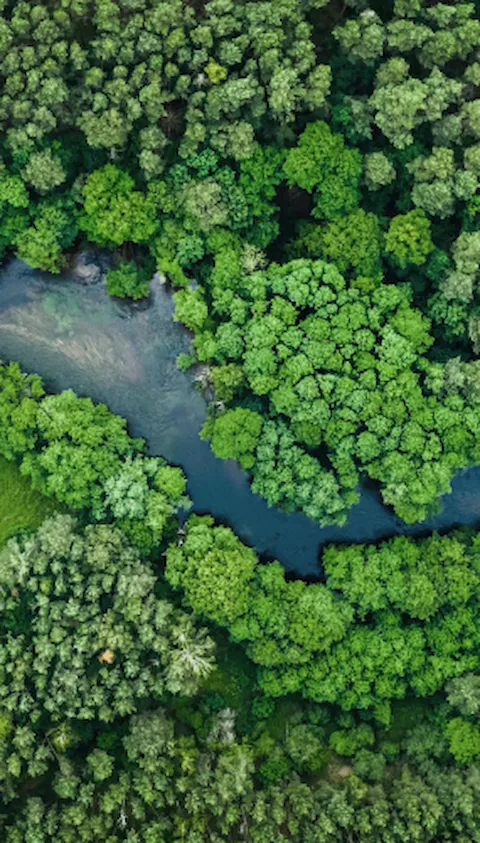 overhead view of forest